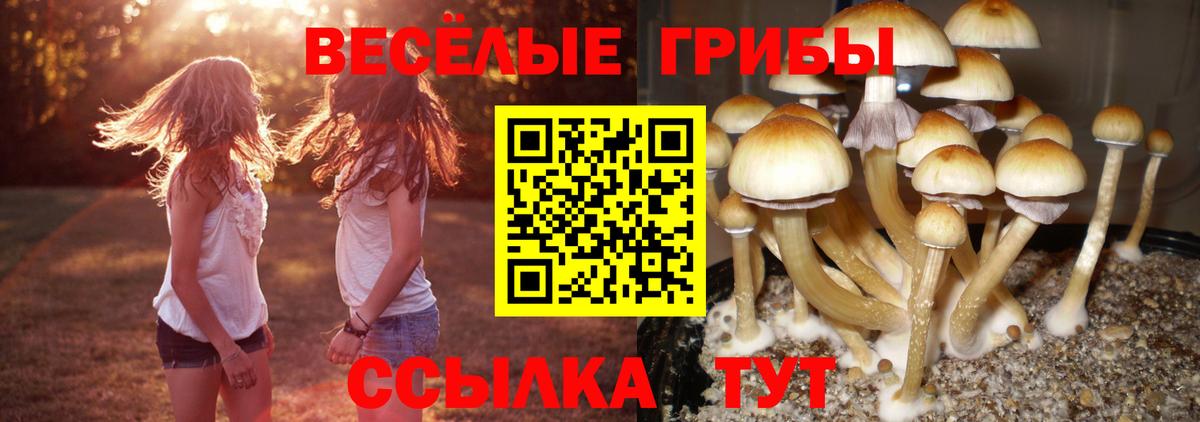 где можно купить наркотик  Галлюциногенные грибы MAGIC MUSHROOMS  Вход с VPN  Псилоцибиновые грибы Magic Shrooms  Кашира 